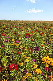 传闻：《古墓丽影》新作完全开放世界 设定在印度